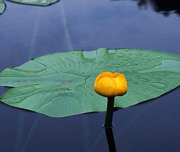 Gele plomp (Nuphar lutea)